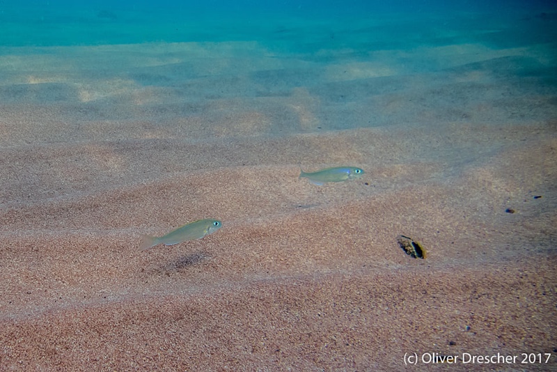 Xenotilapia flavipinnis 'Jakobsen's Beach'